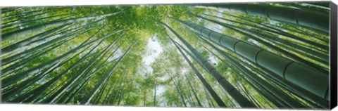 Framed Low angle view of bamboo trees, Hokokuji Temple, Kamakura, Kanagawa Prefecture, Kanto Region, Honshu, Japan Print