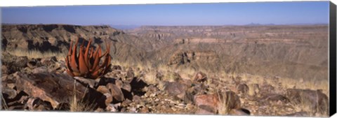 Framed Aloe growing at the edge of a canyon, Fish River Canyon, Namibia Print