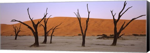 Framed Dead trees in a desert at sunrise, Dead Vlei, Sossusvlei, Namib-Naukluft National Park, Namibia Print