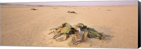 Framed Welwitschia (Welwitschia mirabilis) plant growing in a desert, Swakopmund, Namibia Print