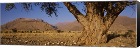 Framed Camelthorn tree (Acacia erioloba) with mountains in the background, Brandberg Mountains, Damaraland, Namib Desert, Namibia Print