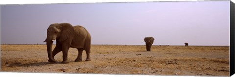 Framed Three African elephants (Loxodonta africana) bulls approaching a waterhole, Etosha National Park, Kunene Region, Namibia Print