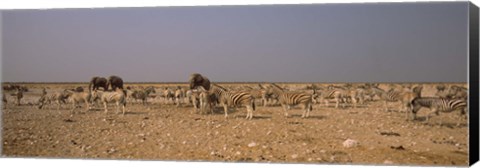 Framed Herd of Burchell&#39;s zebras (Equus quagga burchelli) with elephants in a field, Etosha National Park, Kunene Region, Namibia Print