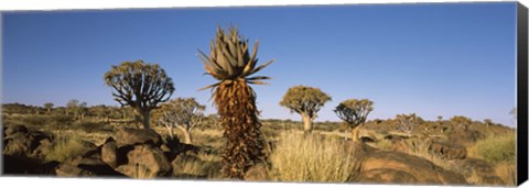 Framed Different Aloe species growing amongst the rocks at the Quiver tree (Aloe dichotoma) forest, Namibia Print