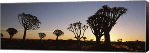 Framed Silhouette of Quiver trees (Aloe dichotoma) at sunset, Namibia Print