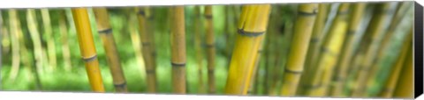 Framed Close-up of bamboo, California, USA Print