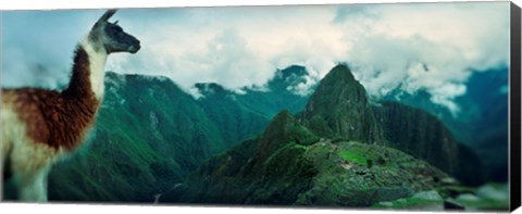 Framed Alpaca (Vicugna pacos) on a mountain with an archaeological site in the background, Inca Ruins, Machu Picchu, Cusco Region, Peru Print