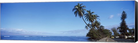 Framed Palm trees on the coast, Lahaina, Maui, Hawaii, USA Print