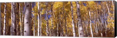 Framed Forest, Grand Teton National Park, Teton County, Wyoming, USA Print