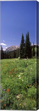 Framed Wildflowers in a forest, Crested Butte, Gunnison County, Colorado, USA Print