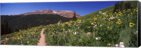 Framed Wildflowers in a field with Mountains, Crested Butte, Colorado Print