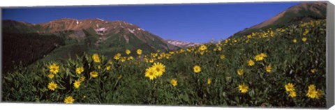 Framed Wildflowers in a forest, Kebler Pass, Crested Butte, Gunnison County, Colorado, USA Print