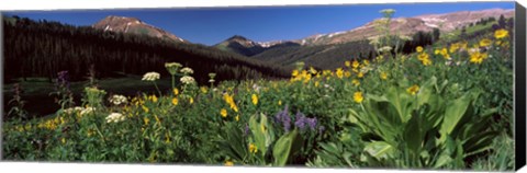 Framed Wildflowers in a forest, West Maroon Pass, Crested Butte, Gunnison County, Colorado, USA Print