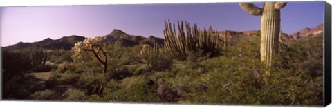 Framed Organ Pipe cactus, Arizona Print