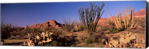 Framed Organ Pipe Cacti, Organ Pipe Cactus National Monument, Arizona, USA Print