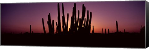 Framed Silhouette of Organ Pipe cacti (Stenocereus thurberi) on a landscape, Organ Pipe Cactus National Monument, Arizona, USA Print