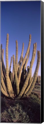 Framed Organ Pipe Cacti, Organ Pipe Cactus National Monument, Arizona (horizontal) Print