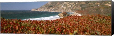 Framed Flowers on the coast, Big Sur, California, USA Print