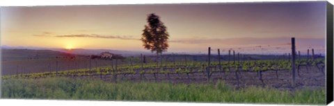 Framed Tree in a vineyard, Val D&#39;Orcia, Siena Province, Tuscany, Italy Print