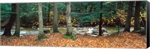 Framed River flowing through a forest, White Mountain National Forest, New Hampshire, USA Print