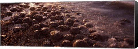 Framed Horseshoe crabs (Limulus polyphemus), spawning, Port Mahon, Delaware River, Delaware, USA Print