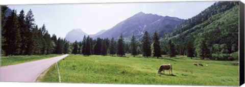 Framed Cows grazing in a field, Karwendel Mountains, Risstal Valley, Hinterriss, Tyrol, Austria Print