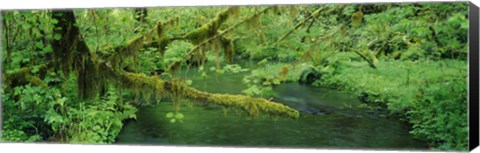 Framed Stream flowing through a rainforest, Hoh Rainforest, Olympic National Park, Washington State, USA Print