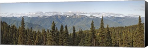 Framed Mountain range, Olympic Mountains, Hurricane Ridge, Olympic National Park, Washington State, USA Print