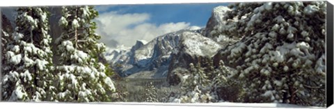 Framed Snowy trees in winter, Yosemite Valley, Yosemite National Park, California, USA Print