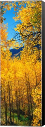 Framed Valley with Aspen trees in autumn, Colorado, USA Print