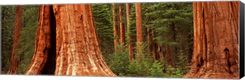 Framed Giant sequoia trees in a forest, California, USA Print