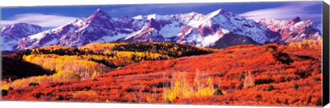 Framed Forest in autumn with snow covered mountains in the background, Telluride, San Miguel County, Colorado, USA Print