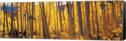 Framed Autumn Aspen trees, Colorado, USA Print