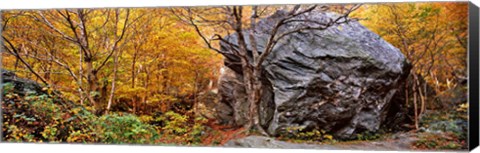 Framed Big boulder in a forest, Stowe, Lamoille County, Vermont, USA Print