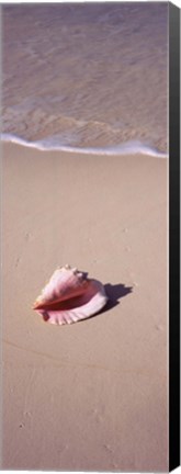 Framed High angle view of a conch shell on the beach, Bahamas Print