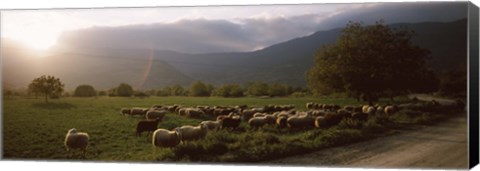 Framed Flock of sheep grazing in a field, Feneos, Corinthia, Peloponnese, Greece Print