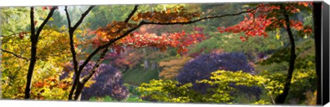 Framed Trees in a garden, Butchart Gardens, Victoria, Vancouver Island, British Columbia, Canada Print