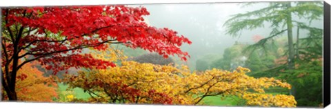 Framed Red &amp; Yellow Trees in Butchart Gardens, Vancouver Island, British Columbia, Canada Print