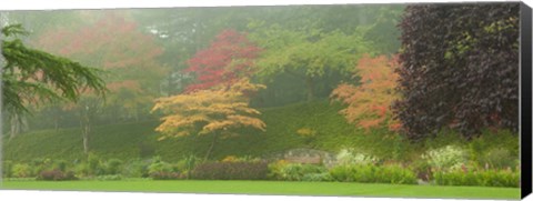 Framed Colored Trees in Butchart Gardens, Vancouver Island, British Columbia, Canada Print