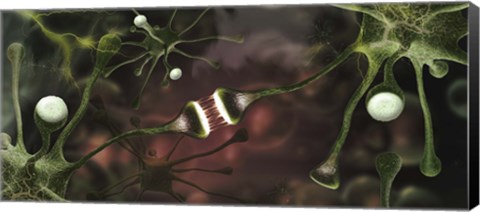 Framed Microscopic image of brain neurons Print