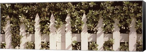 Framed White picket fence surrounded by bushes along Truman Avenue, Key West, Monroe County, Florida, USA Print