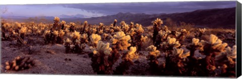 Framed Cholla Cactus in a desert, California, USA Print