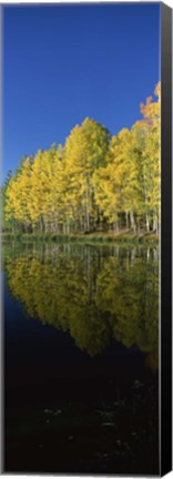 Framed Reflection of Aspen trees in a lake, Colorado, USA Print