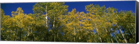 Framed Low angle view of trees, Colorado, USA Print