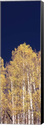 Framed Low angle view of Aspen trees, Colorado, USA Print