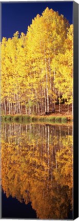 Framed Reflection of Aspen trees in a lake, Telluride, San Miguel County, Colorado, USA Print