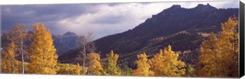 Framed Trees in a forest, U.S. Route 550, Jackson Guard Station, Colorado, USA Print