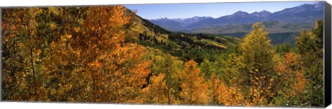 Framed Forest, Silverton, San Juan County, Colorado, USA Print