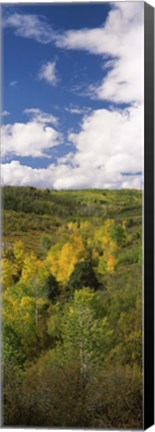 Framed Trees on a hill, Last Dollar Road, State Highway 62, Colorado, USA Print