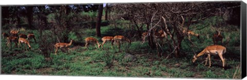 Framed Herd of impalas (Aepyceros Melampus) grazing in a forest, Kruger National Park, South Africa Print